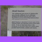 Alkali Sacaton Sign.jpg